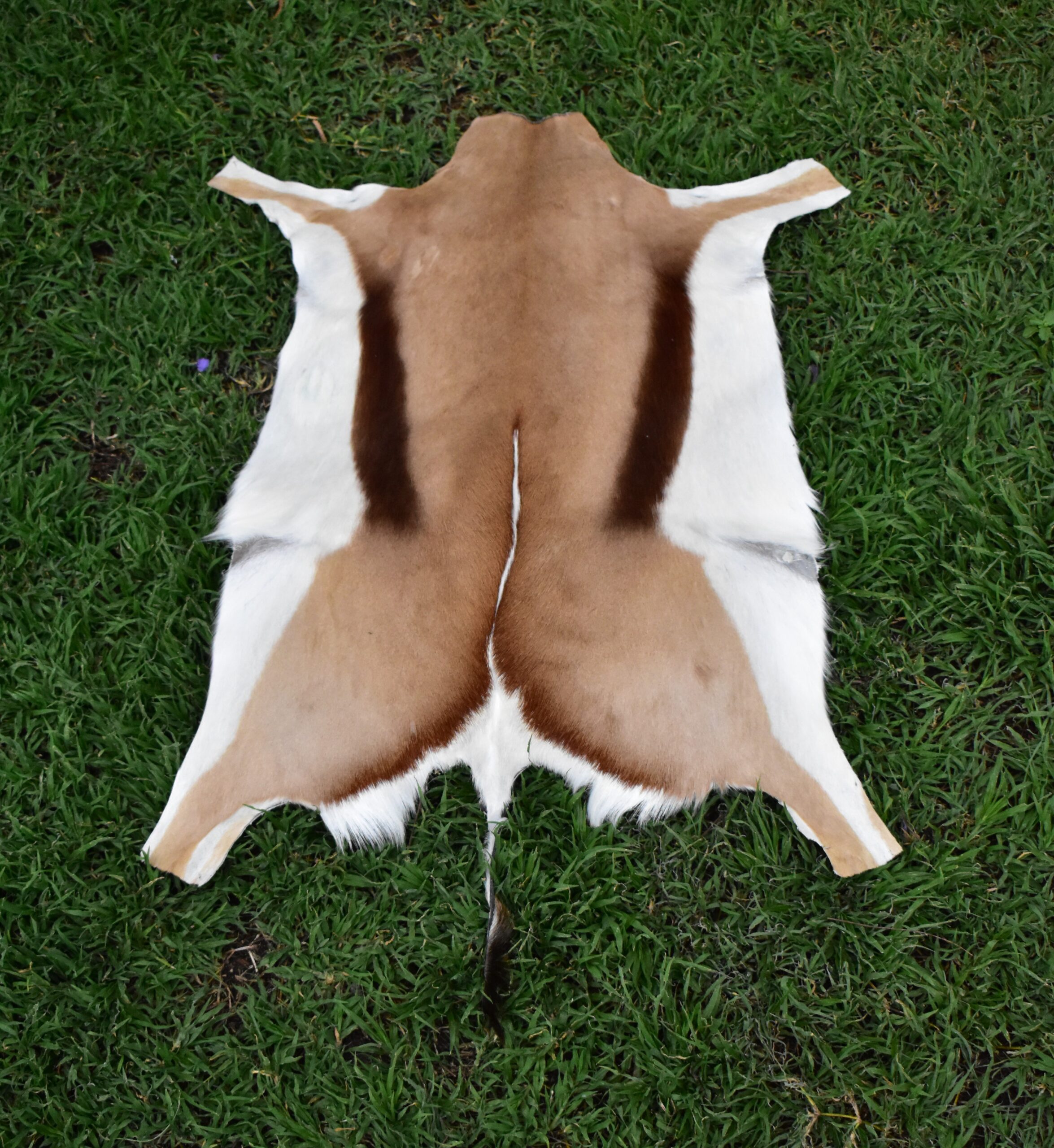 Springbok Flat Skin