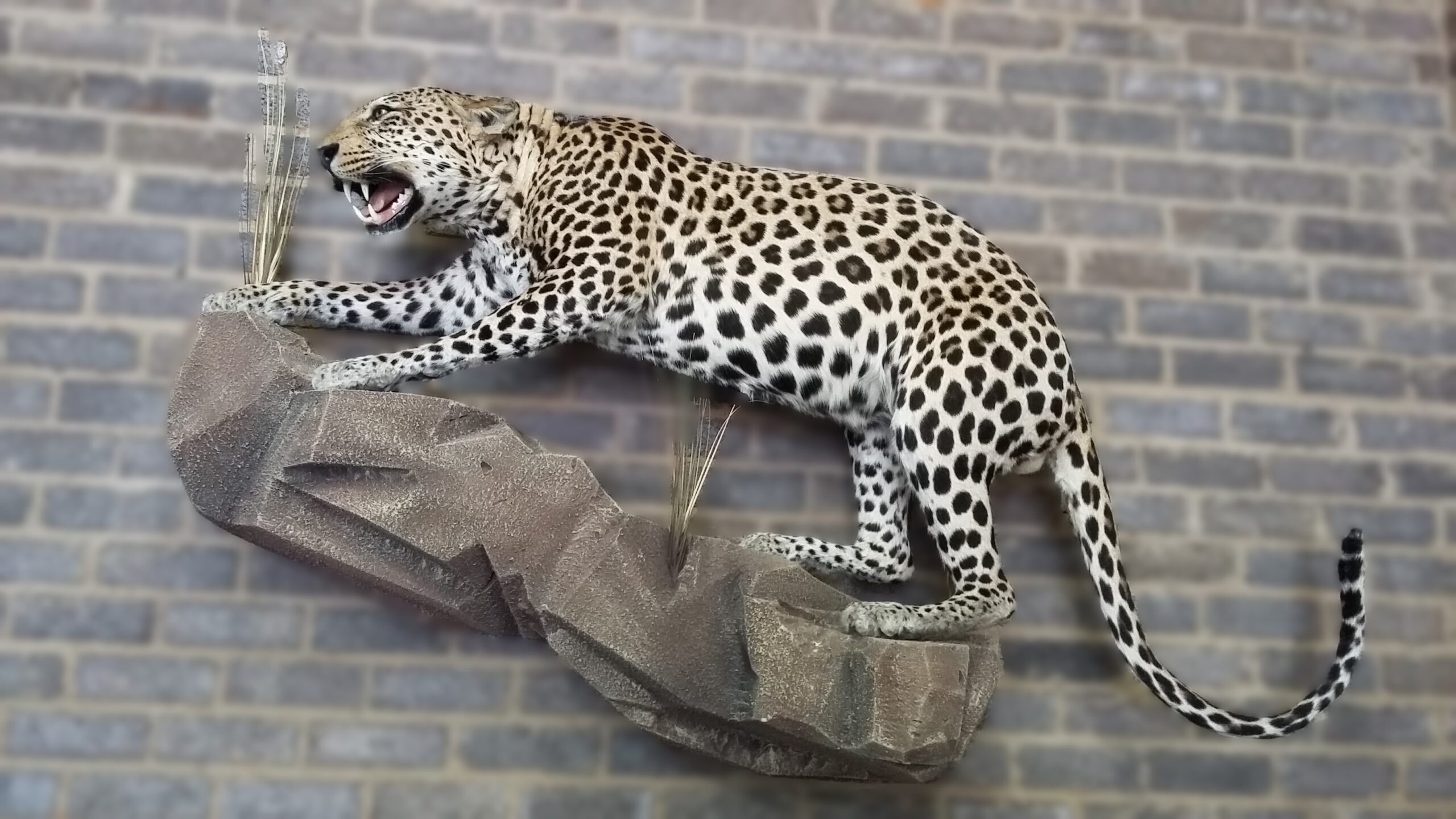 full mount leopard