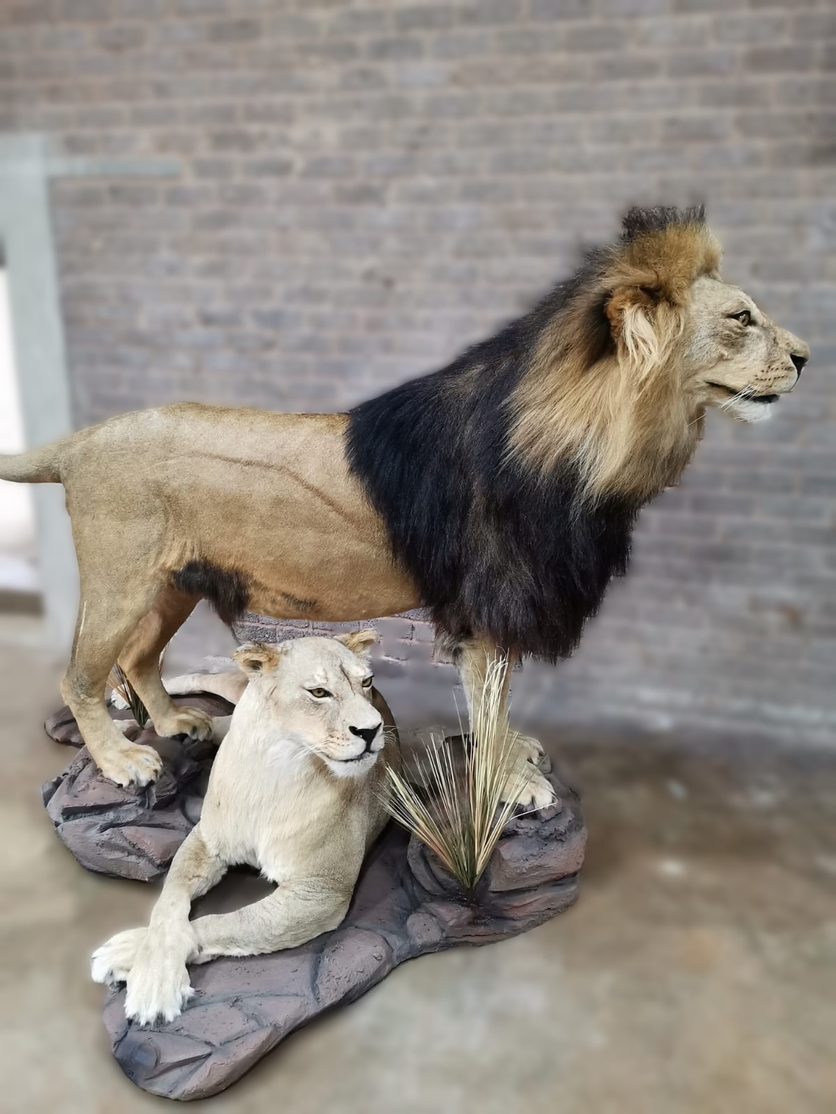 Leo Mannetjie & Vrou