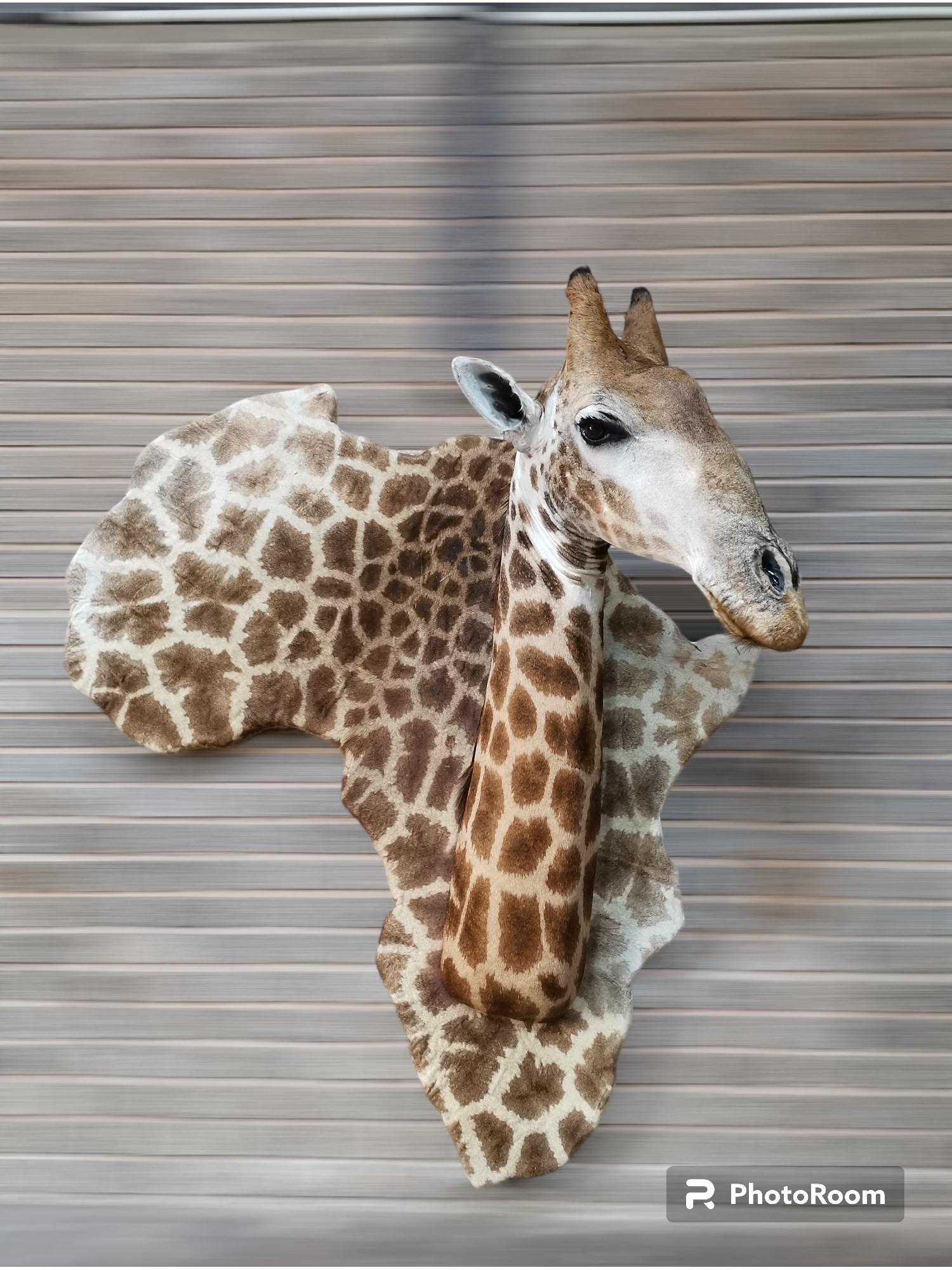 Shoulder mount Giraffe with africa shield