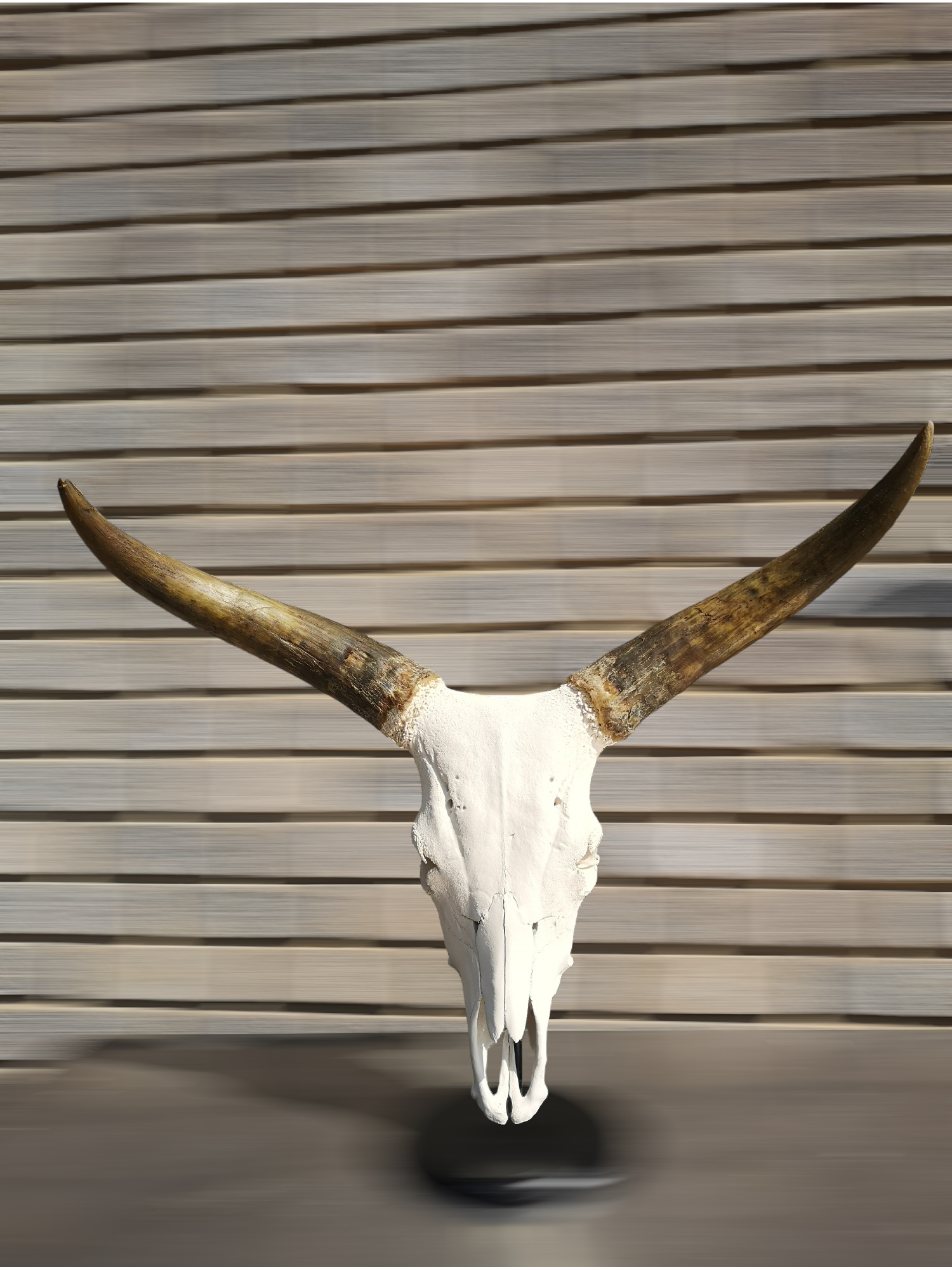 Skull Mount Ankole